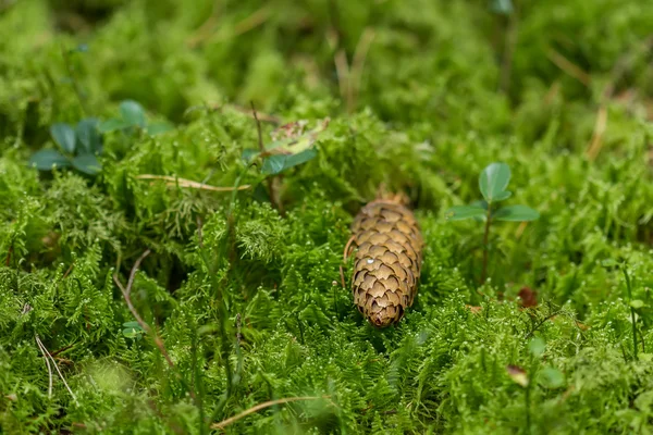 Kegels zijn onder het groene mos — Stockfoto