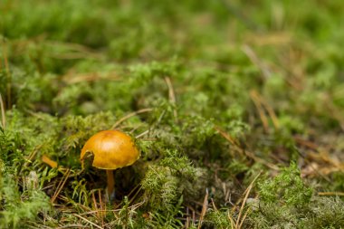 Yeşil yosun gizleme mantar