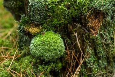 Bir ağaç kütüğü üzerinde yuvarlak yosun