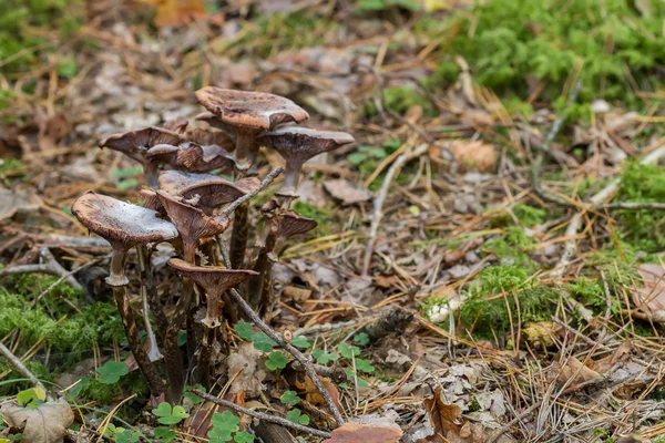 Large toadstool family — Stock Photo, Image