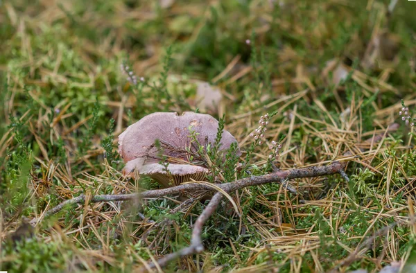 在秋季的蘑菇 — 图库照片