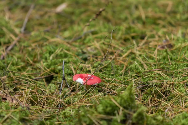 Red edible mushrooms — Stock Photo, Image