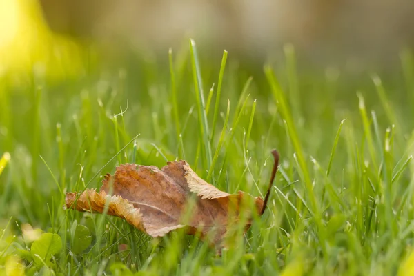 Lonely leaves — Stock Photo, Image