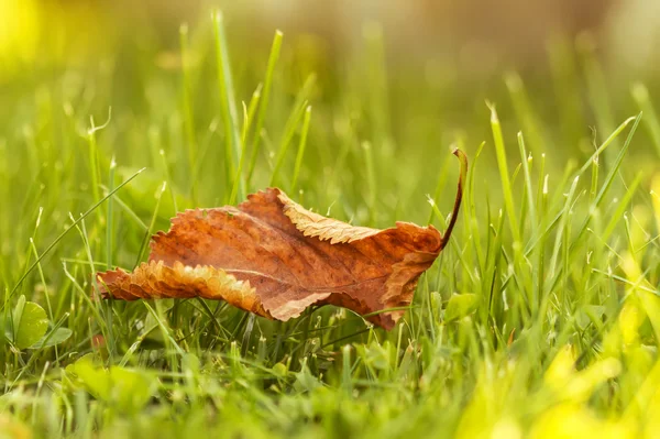 Lonely leaves on grass — Stock Photo, Image