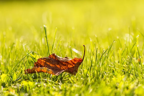 Lonely leaves on green grass — Stock Photo, Image