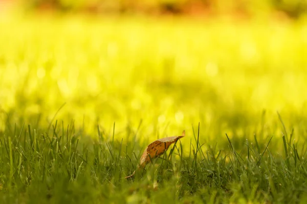 Blad i gult — Stockfoto