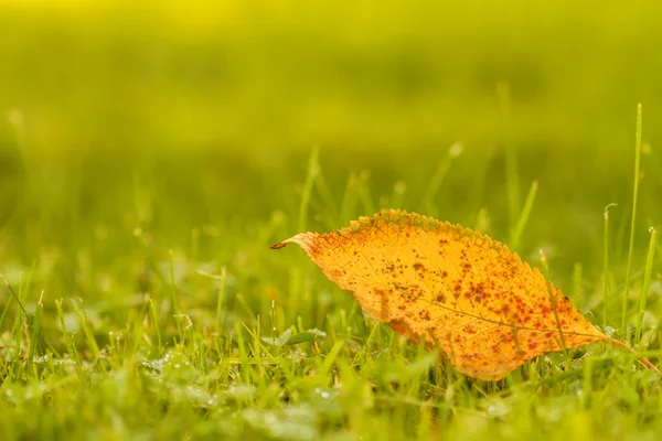 Yellow leaves — Stock Photo, Image