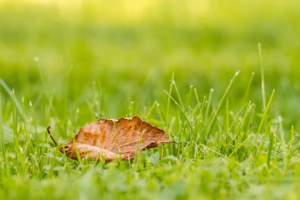 Leaves in green — Stock Photo, Image