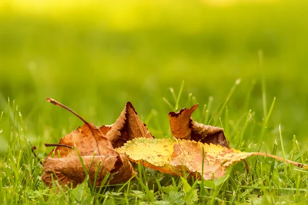 Leaves — Stock Photo, Image