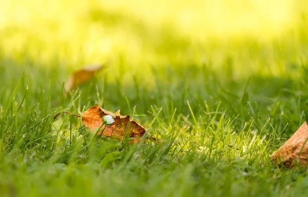 Fallen leaves — Stock Photo, Image