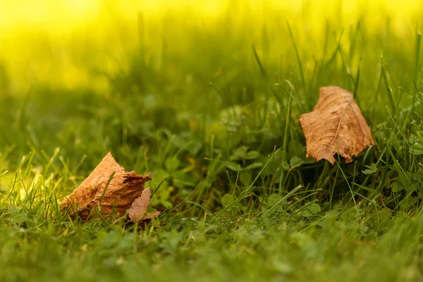 Leaves — Stock Photo, Image