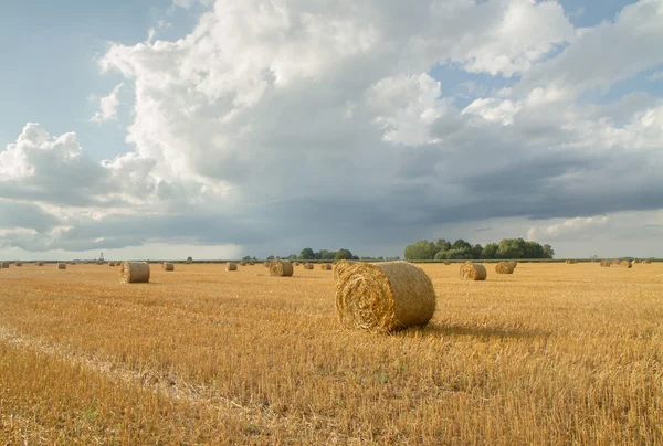 Gelber Heuhaufen nach der Ernte — Stockfoto