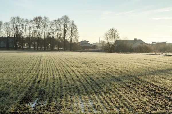 Campo di coltura invernale — Foto Stock