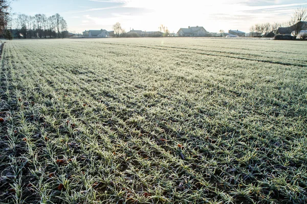 Farmer field in the morning — Stock Photo, Image