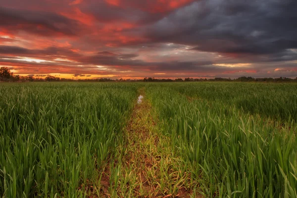 Campo de trigo — Fotografia de Stock