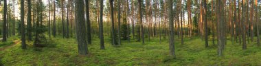Litvanya orman panorama