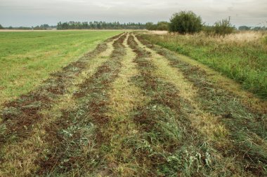 akşam kesilmiş çimen