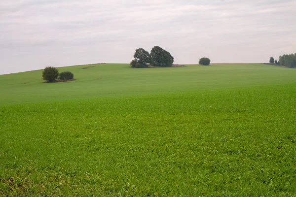 Árvore em campos — Fotografia de Stock