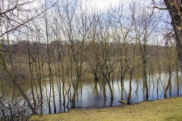 Trees in the middle of the water — Stock Photo, Image