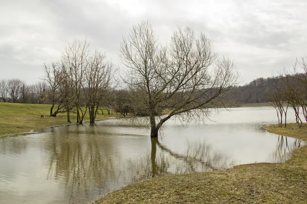 Trees by the river — Stock Photo, Image