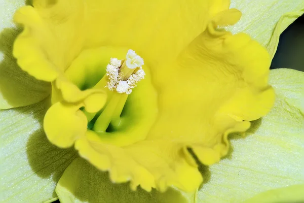 Daffodil petal — Stock Photo, Image