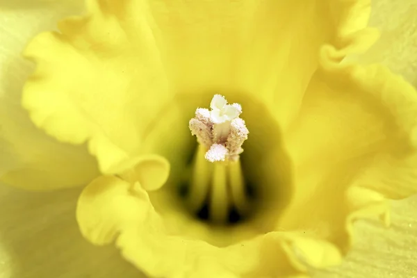 Sarı nergis petal — Stok fotoğraf