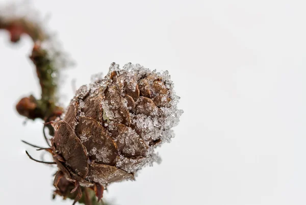 Cones — Stock Photo, Image