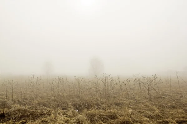 Туман утром — стоковое фото