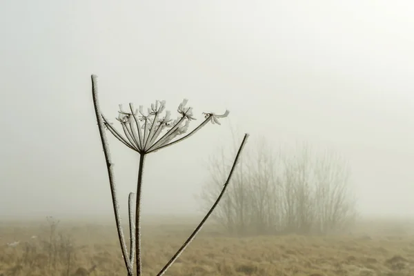 Palo en la niebla —  Fotos de Stock