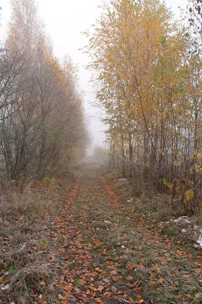 Дорога в желтом — стоковое фото