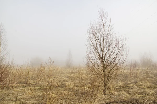 Tree in morning — Stock Photo, Image