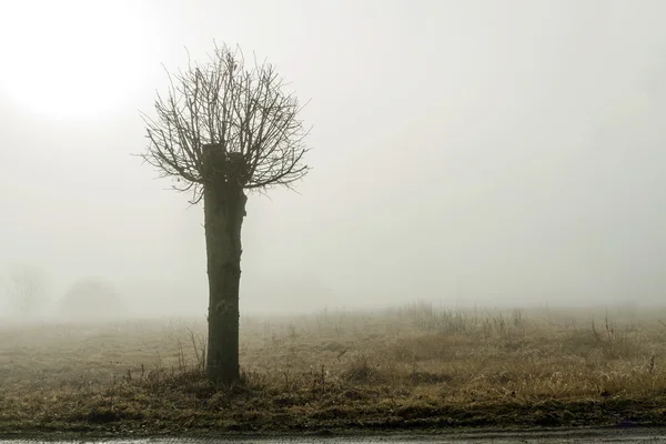 Small tree in fog — Stock Photo, Image