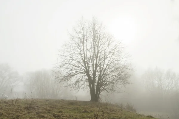 Baum — Stockfoto