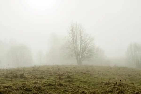 Light fog — Stock Photo, Image