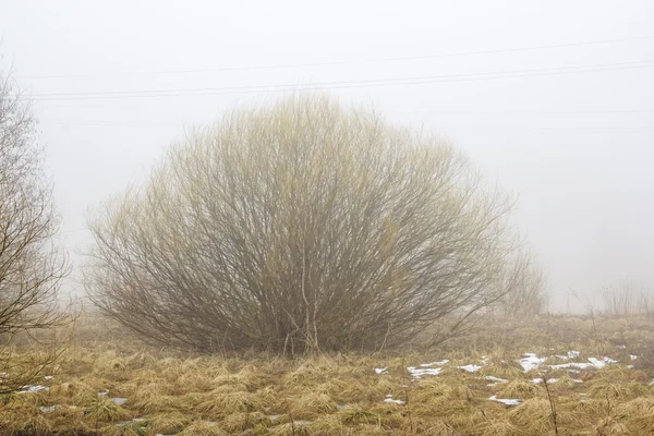 Arbusto en la niebla —  Fotos de Stock