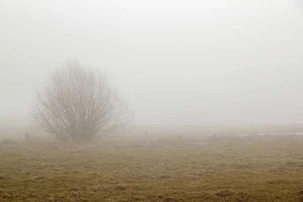 Bush in morning fog — Stock Photo, Image