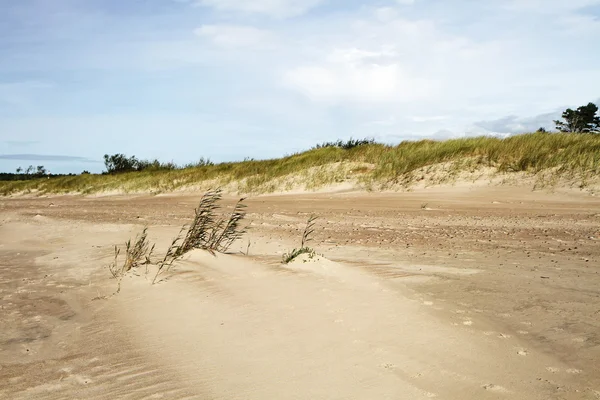 Gras op zand — Stockfoto