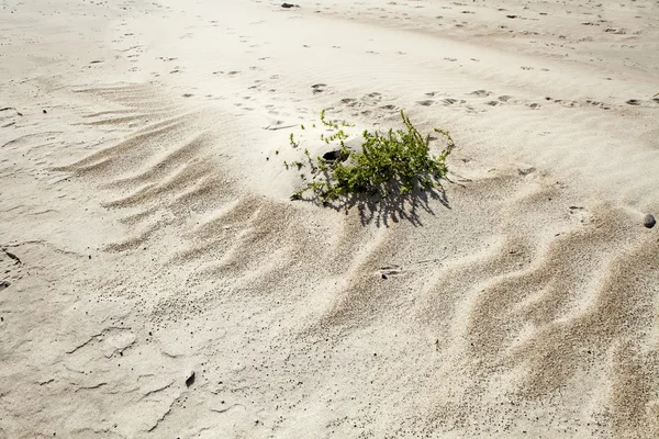 모래에 잔디 — 스톡 사진