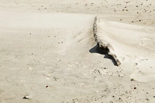 Baumstamm auf Sand — Stockfoto