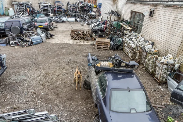 Dog in Auto dump — Stock Photo, Image