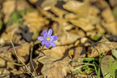 Menekşe yaprakları