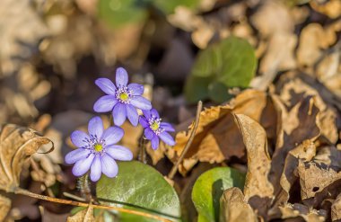 ormandaki mavi menekşe