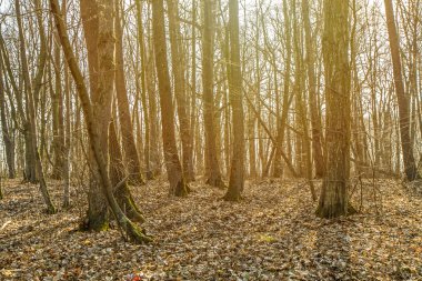 beautiful sunny  day