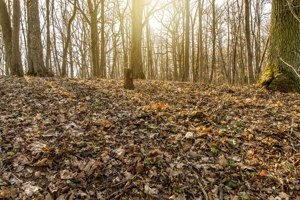 Journée ensoleillée dans la forêt — Photo