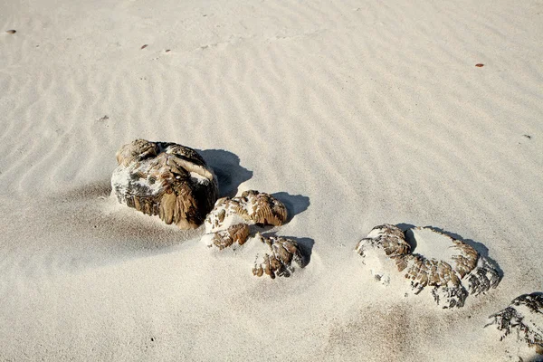 Wood on sand — Stock Photo, Image