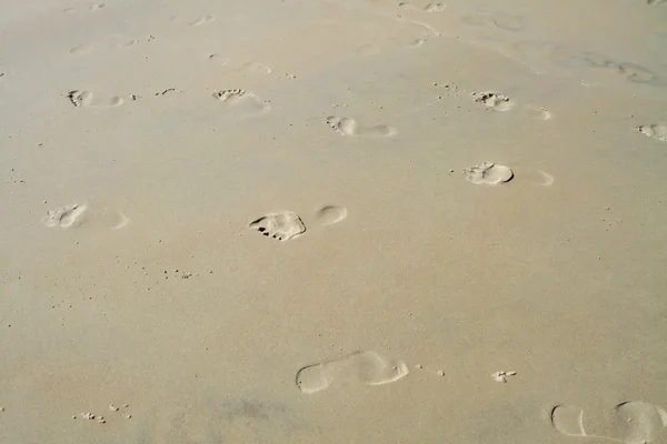 Human feet in the sand — Stock Photo, Image