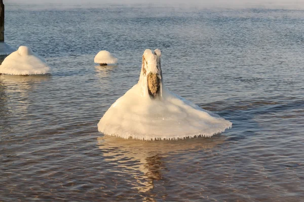 被冻结的冰天鹅 — 图库照片