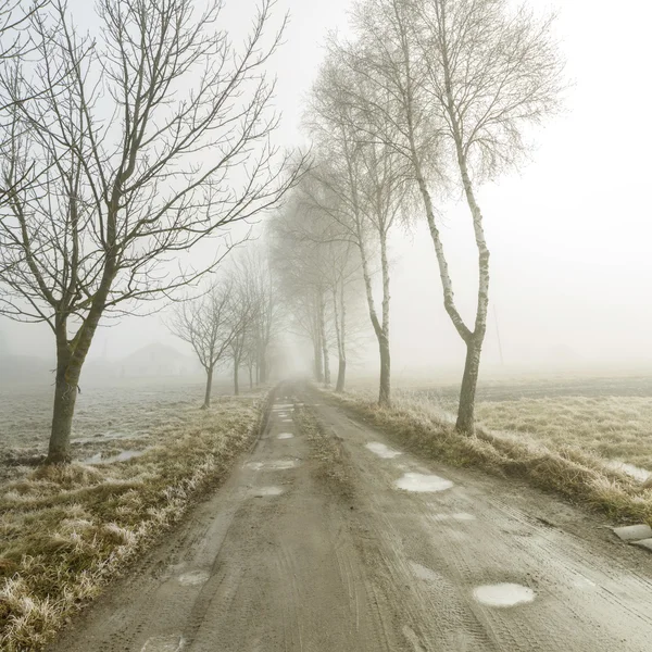 Route entre les arbres dans le brouillard — Photo