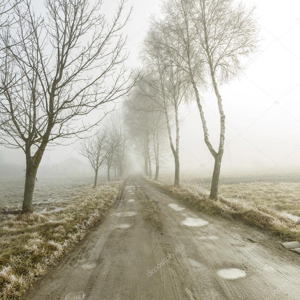Road running between the trees in fog