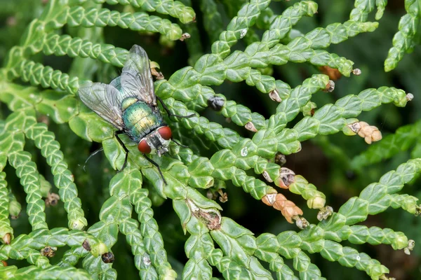 The fly — Stock Photo, Image